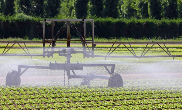 Bewässerungssystem Für Viele Büschel Grünen Salats Auf Fruchtbarem Feld Auf — Stockfoto