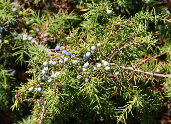 Ğne Gibi Yeşil Yaprakları Olan Ardıç Çalılarının Küçük Mavi Meyveleri — Stok fotoğraf