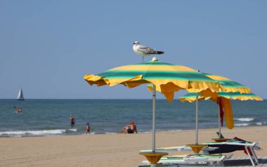 big seagull above the green yellow umbrella on the sand of the beach by the sea in summer clipart