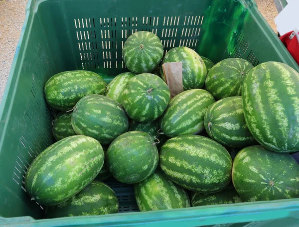 large fruit transport box with huge ripe green watermelons for sale in the greengrocer\'s stall