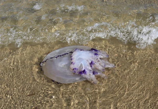 Great Death Jellyfish Sea Tentacles Summer — Stockfoto