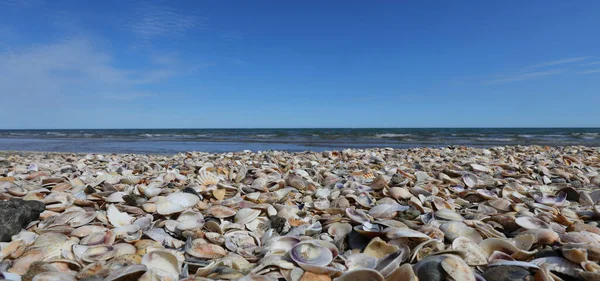 Viele Muscheln Meer Ohne Menschen Sommer — Stockfoto
