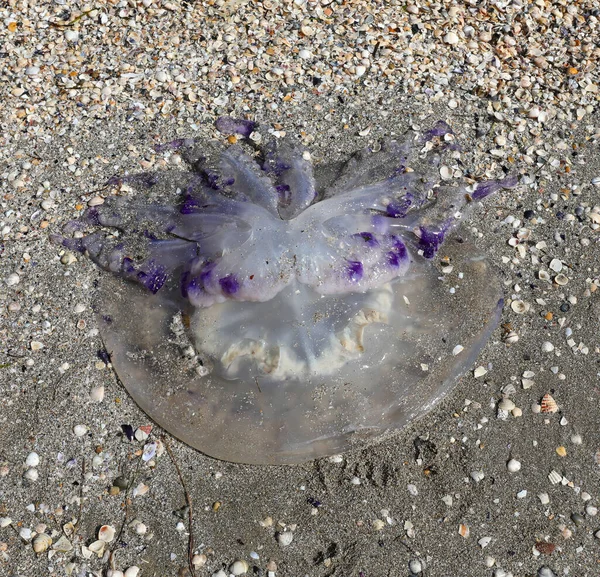 Big Rhizostoma Pulmo Commonly Known Barrel Jellyfish Sand Sea — Stock Photo, Image