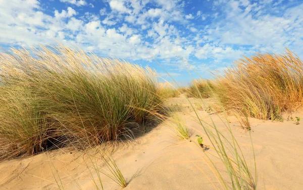 Amazing Wild Landscape Bushes Fine Sand Dunes Blue Sky White — Stock Photo, Image