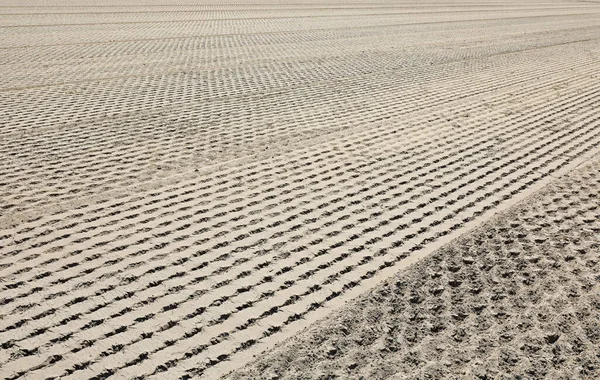 Completely Burned Field Seedlings Sprouts Due Terrible Drought Hit Plains — Stock Fotó