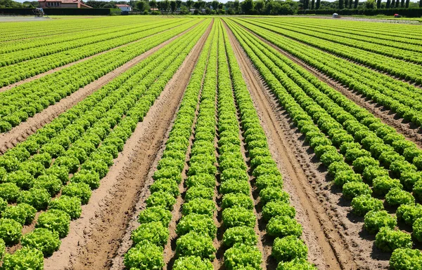 Mechones Lechuga Verde Fresca Cultivada Campo Con Técnicas Biológicas Sin —  Fotos de Stock