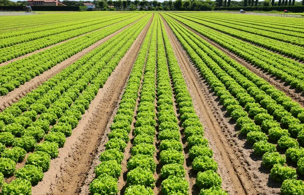 Tufts Fresh Green Lettuce Grown Field Biological Techniques Use Chemical — 스톡 사진