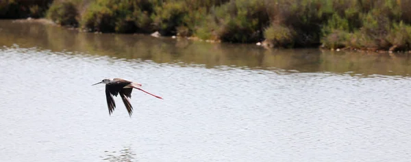 Bird Called Black Winged Stilt Himantopus Himantopus Long Legged Wader — Stock Photo, Image