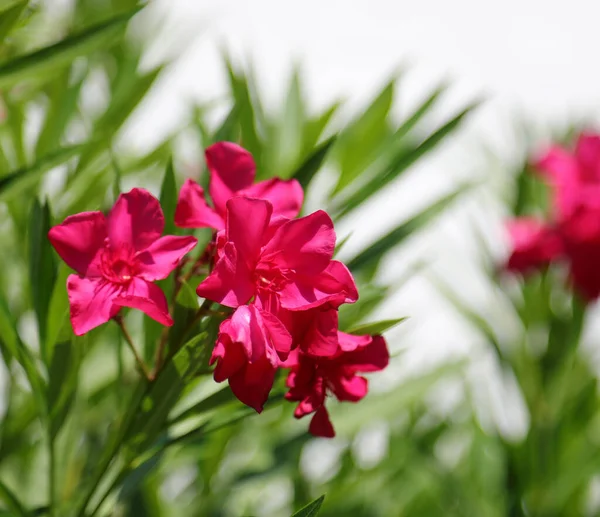 Flores Vermelhas Planta Oleander Típico Vegetação Mediterrânica Floresceu Verão — Fotografia de Stock