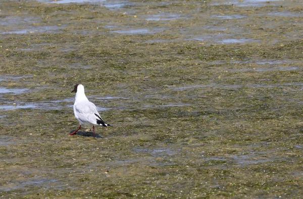 White Seagull Walking Muddy Swamp Island Venice Summer — Stockfoto
