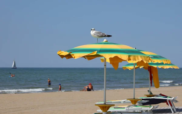 Big Seagull Green Yellow Umbrella Sand Beach Sea Summer — Zdjęcie stockowe