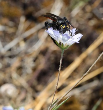 İtalyan dilinde Scoliidae, scolia hirta veya VESPA MAMUT denilen zehirli iğneli tehlikeli eşekarıları.