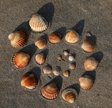 Aynı tipte birçok kabuk, kumsalın en küçüklerinden en büyüğüne kadar spiral şeklini alır.