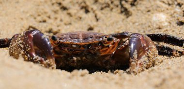 Büyük pençeli kırmızı yengeç, kumun altına saklanmış, avını yakalamak için pusuya düşürülmeye hazır.