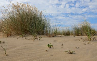 Çalıları ve mavi gökyüzü ile güzel kum tepecikleri ile inanılmaz vahşi bir manzara