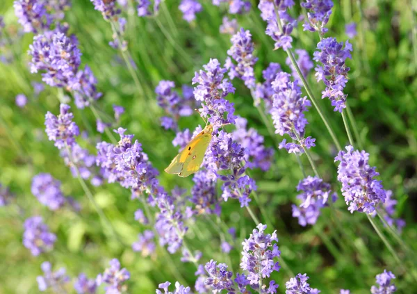 Butterfly Called Colias Croceus Clouded Yellow Lavender Flowers Spring — Stockfoto
