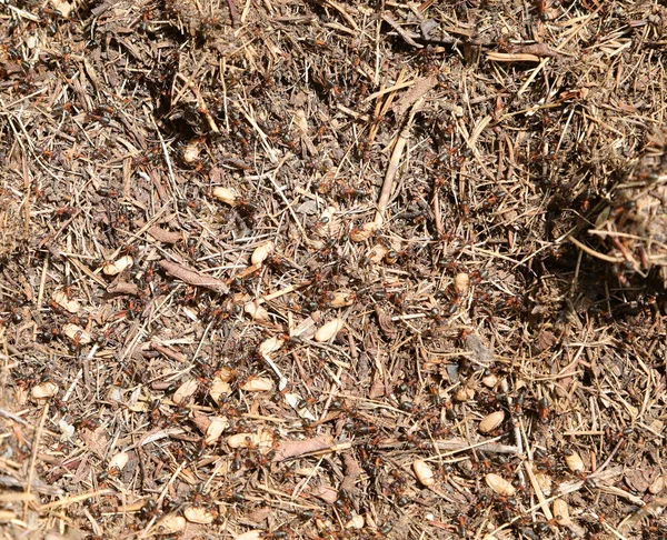 Anthill Hundreds Ants Defending White Eggs Attack Invader Who Destroyed — Stock Photo, Image