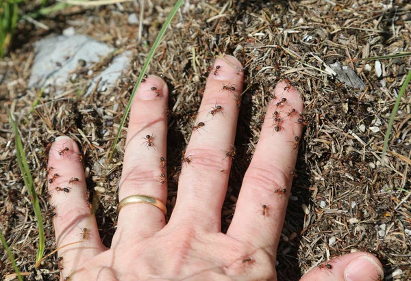 Hand Person Covered Many Ants Bite Defend Anthill — стоковое фото