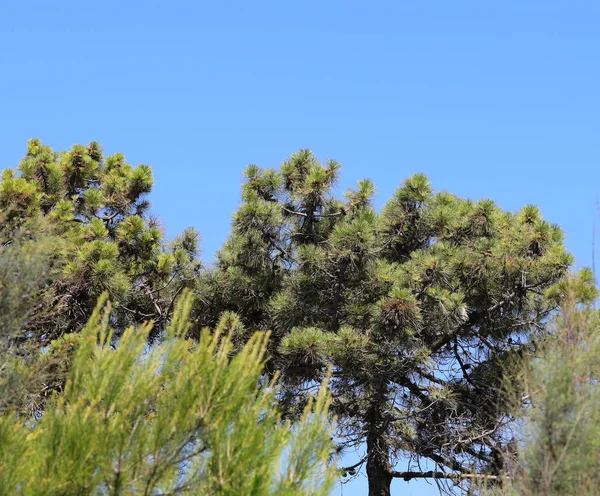 Maritime Pines Thick Green Foliage Background Blue Sky Summer — стоковое фото
