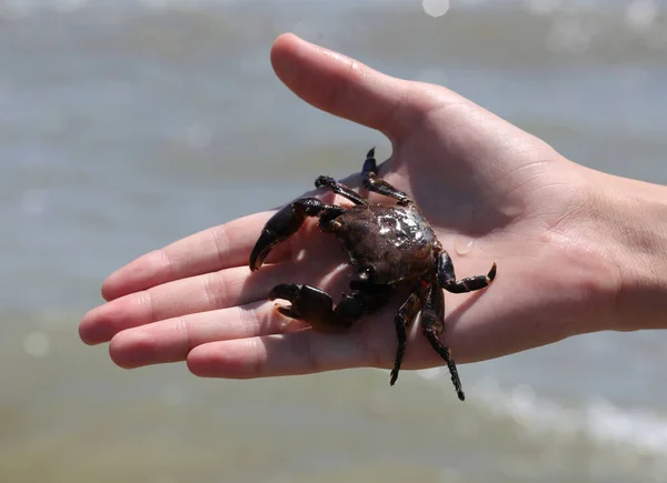 Hand Boy Holding Freshly Caught Dark Red Crab Has Very — Foto de Stock
