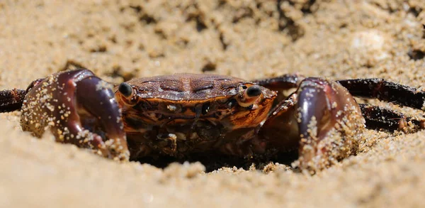 Red Crab Large Claws Hidden Sand Ready Ambush Catch Prey — Foto de Stock