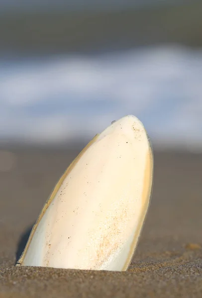 White Cuttlefish Bone Shore Sandy Beach Blurred Sea Background — стоковое фото