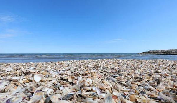 Wallpapers Tons Seashells Sea Many Sizes Types — Stock Photo, Image