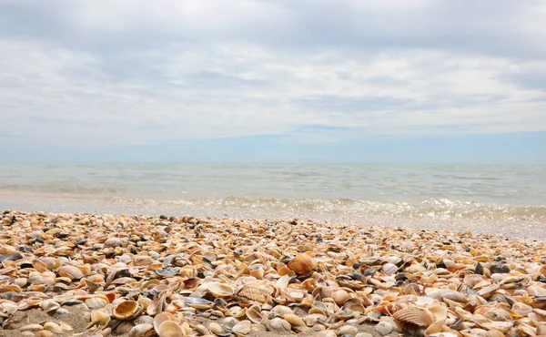 Tropical Background Sea Sky Clouds Lots Shells Shore Beach Summer — Stock Photo, Image