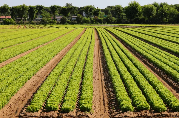 Groene Sla Die Het Veld Wordt Geteeld Met Biologische Technieken — Stockfoto