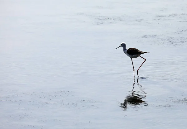 Bird Called Black Winged Stilt Himantopus Himantopus Long Legged Wader — Stok Foto
