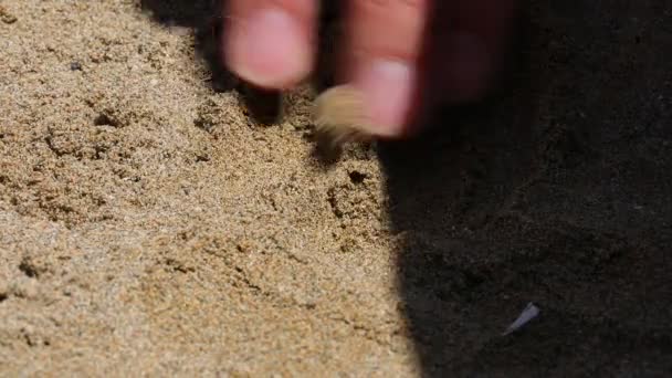 Hand Person Digging Sand Find Golden Bitcoin Coins — Video