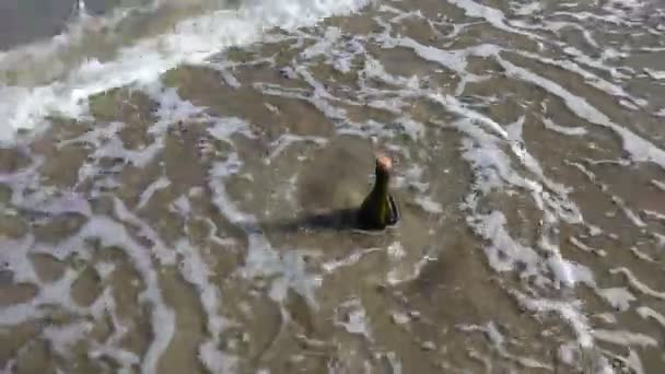 Fles Met Een Geheime Boodschap Gedragen Door Golven Van Zee — Stockvideo