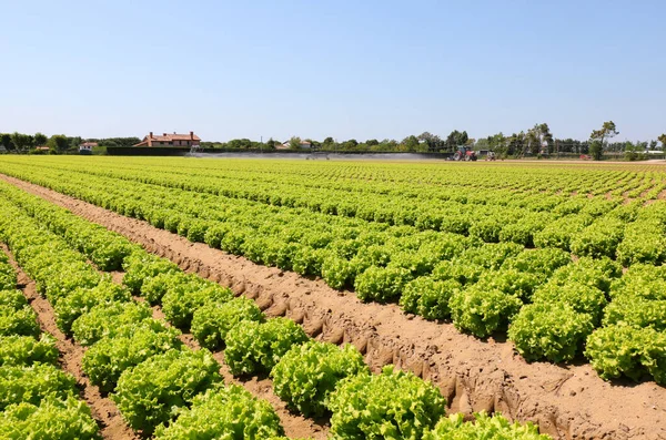 Cultivated Field Fresh Green Organic Lettuce Fertile Soil — Stockfoto