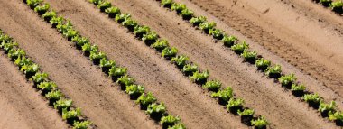 Verimli topraklarda taze yeşil organik marul yetiştirilmiş.