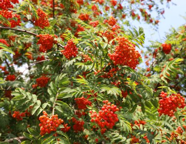 Red berries of the tree called Rowan with green leaves in summer