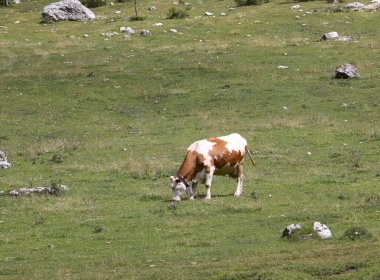 cow Grazes the grass in the meadow while grazing freely in the mountains in summer