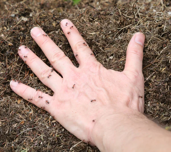 Hand Person Covered Ants Bite Defend Anthill Aggressor — стоковое фото
