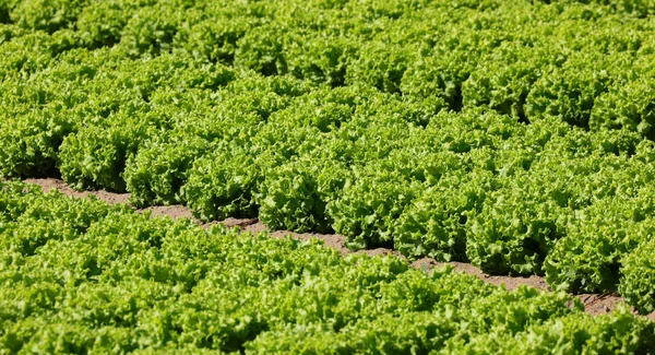 Cultivated Field Fresh Green Organic Lettuce Fertile Soil — Foto de Stock