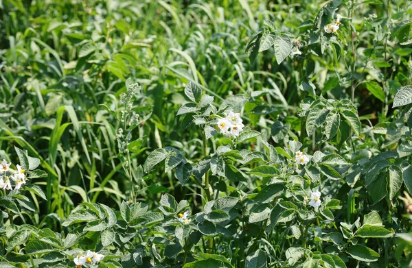 White Flowers Plants Potatoes Mountain Garden — Stock Photo, Image