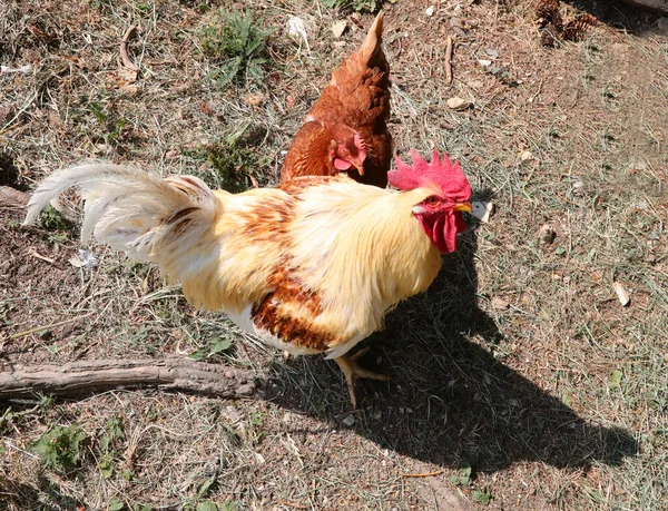 Couple Chicken Coop Rooster Red Crest Hen — Stock Fotó