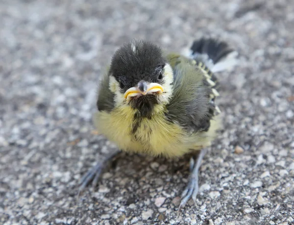 Angry Small Bird Great Tit Species Yellow Breast — Foto de Stock