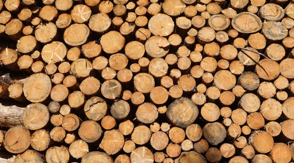 Stack Cut Logs Industrial Sawmill Ready Made Usable Products — Stock Photo, Image
