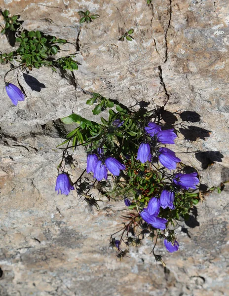 Blue Bellflower Called Campanula Cochlearfiifolia Rock Mountains — 스톡 사진