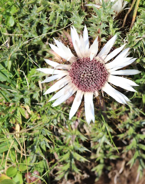 Cardo Dry Flower Pungent Aculents Typical Flower Italian Alpine Flora — Stockfoto