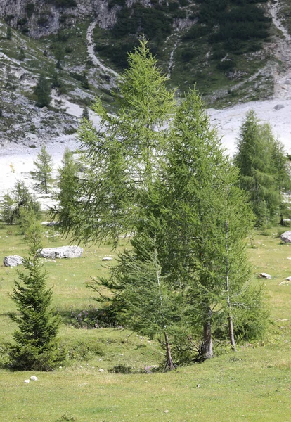 Fir Trees Classic Alpine Vegetation Grows Spontaneously Also Italian Dolomites — Stockfoto
