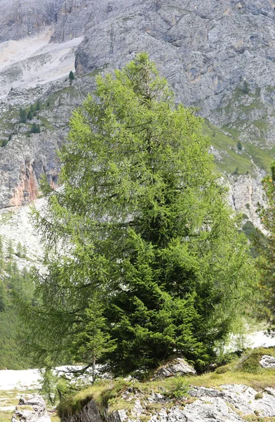 Fir Trees Classic Alpine Vegetation Grows Also Dolomites — Stockfoto