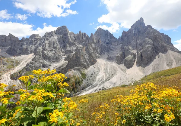 Arnica Montana Yellow Flower Used Medicine Many Remedies Beautiful Alps — Foto de Stock