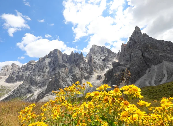 Arnica Montana Yellow Flower Used Medicine Many Remedies Beautiful Alps — Foto de Stock