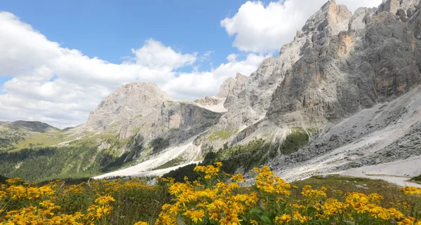Arnica Montana Yellow Flower Used Medicine Many Remedies Beautiful Alps — ストック写真