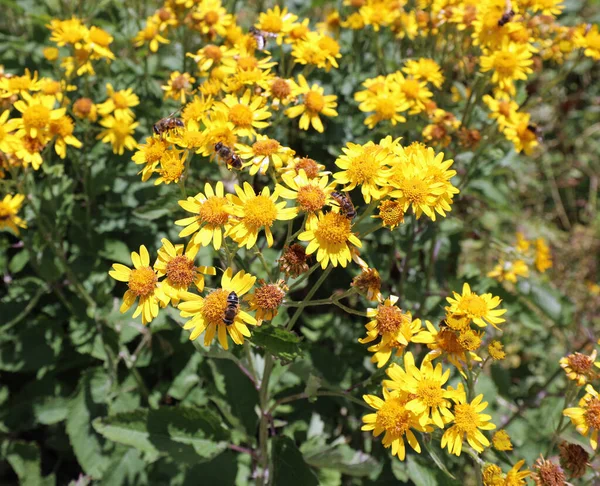 Many Yellow Flowers Mountain Arnica Natura Inflammatory — Stok fotoğraf